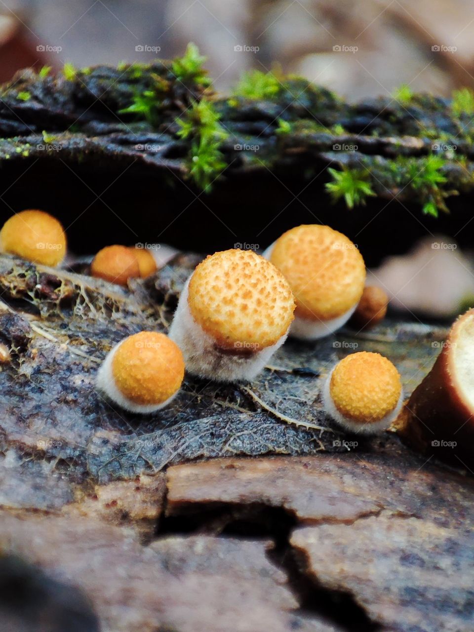 Family of wild rare yellow mushrooms Crucibulum laeve growing on the fallen tree trunk, fungus macro photography