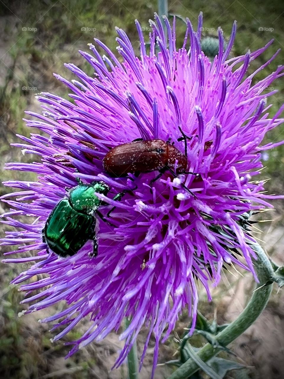 Closeup of a shiny green beetle and a June bug in a beautiful purple flower. 