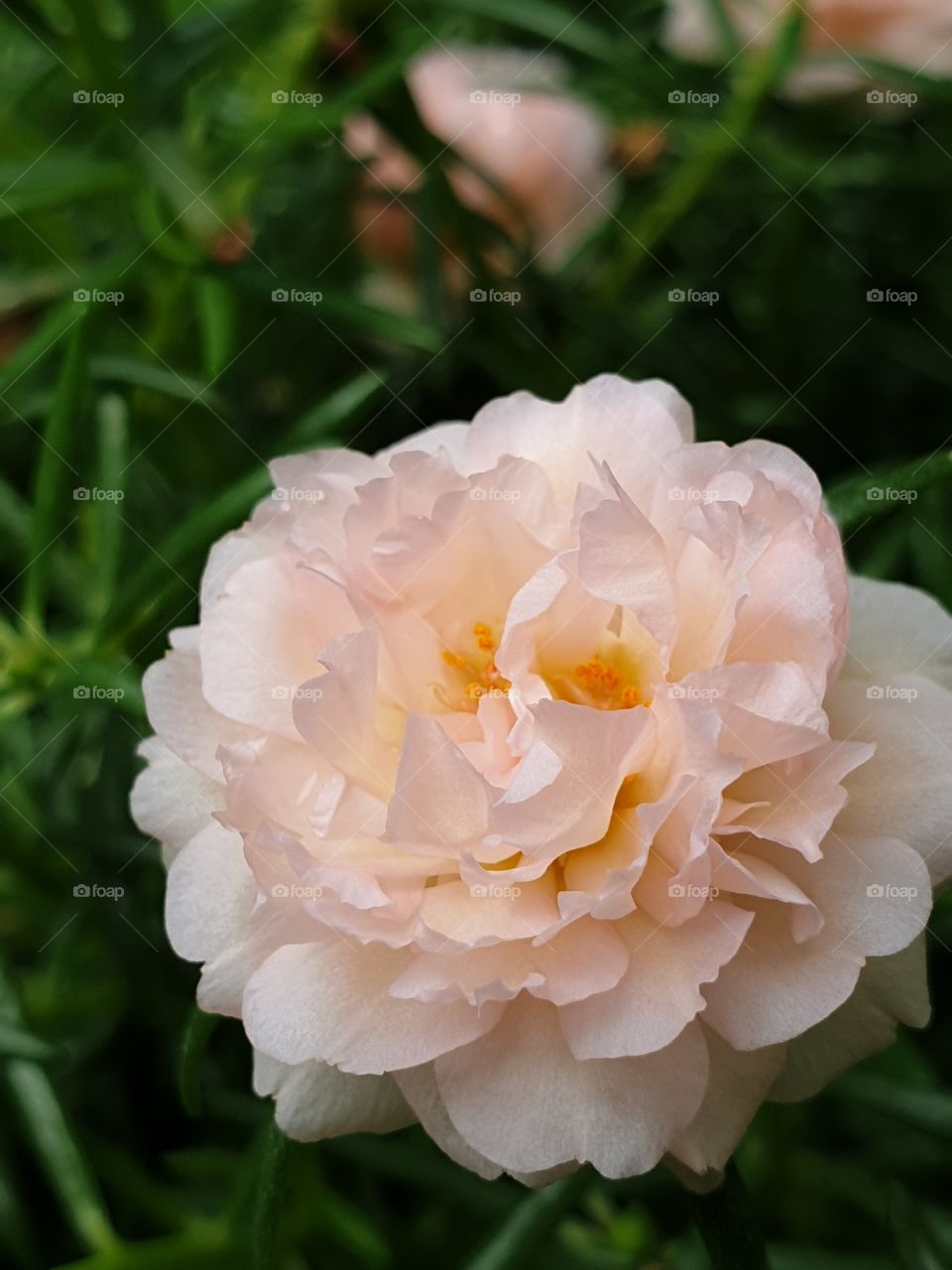 my beautiful Portulaca grandiflora