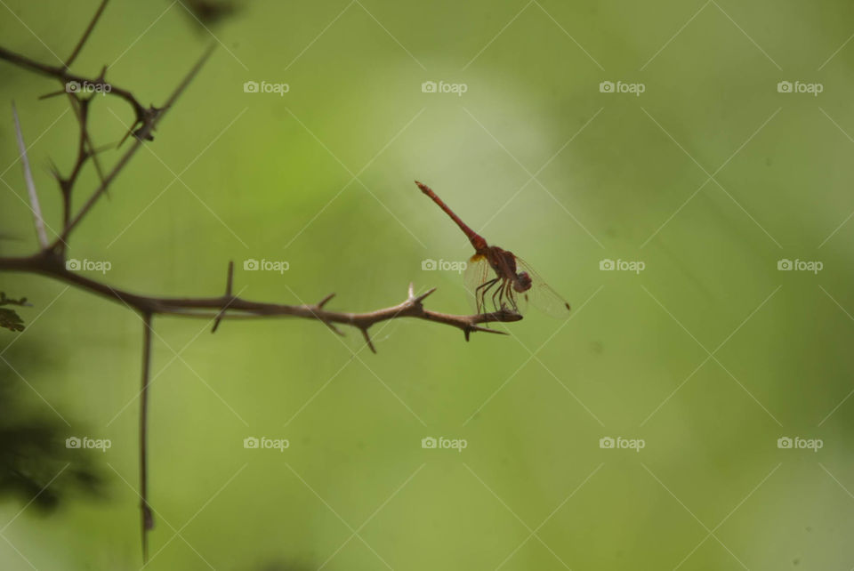 صور من السودان