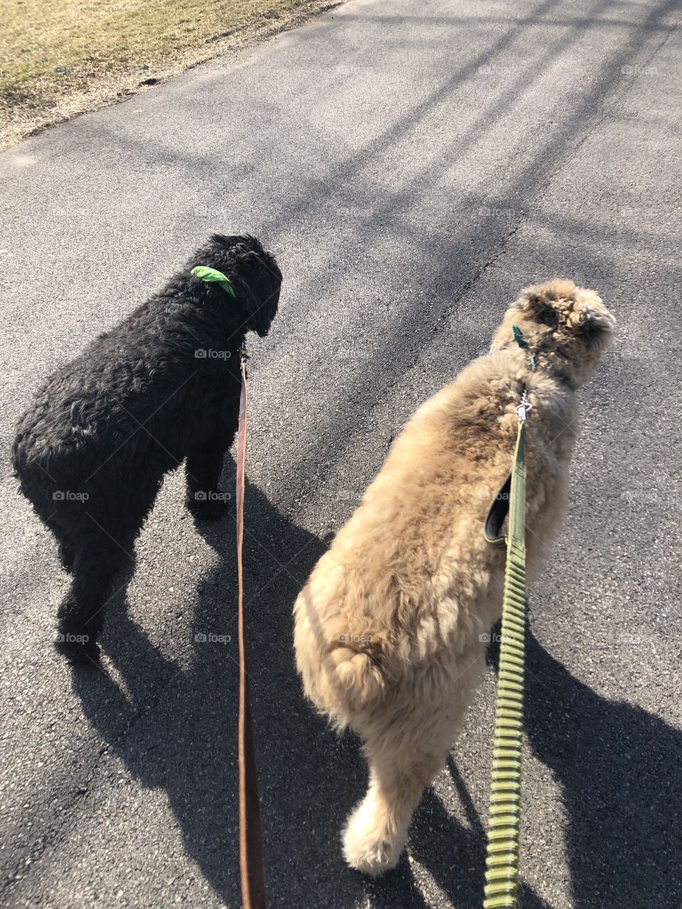 Two Dogs Walking