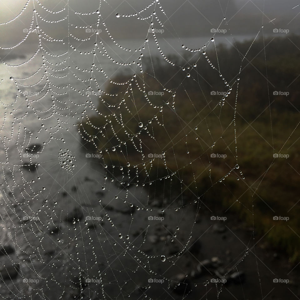 Wet Wild Web