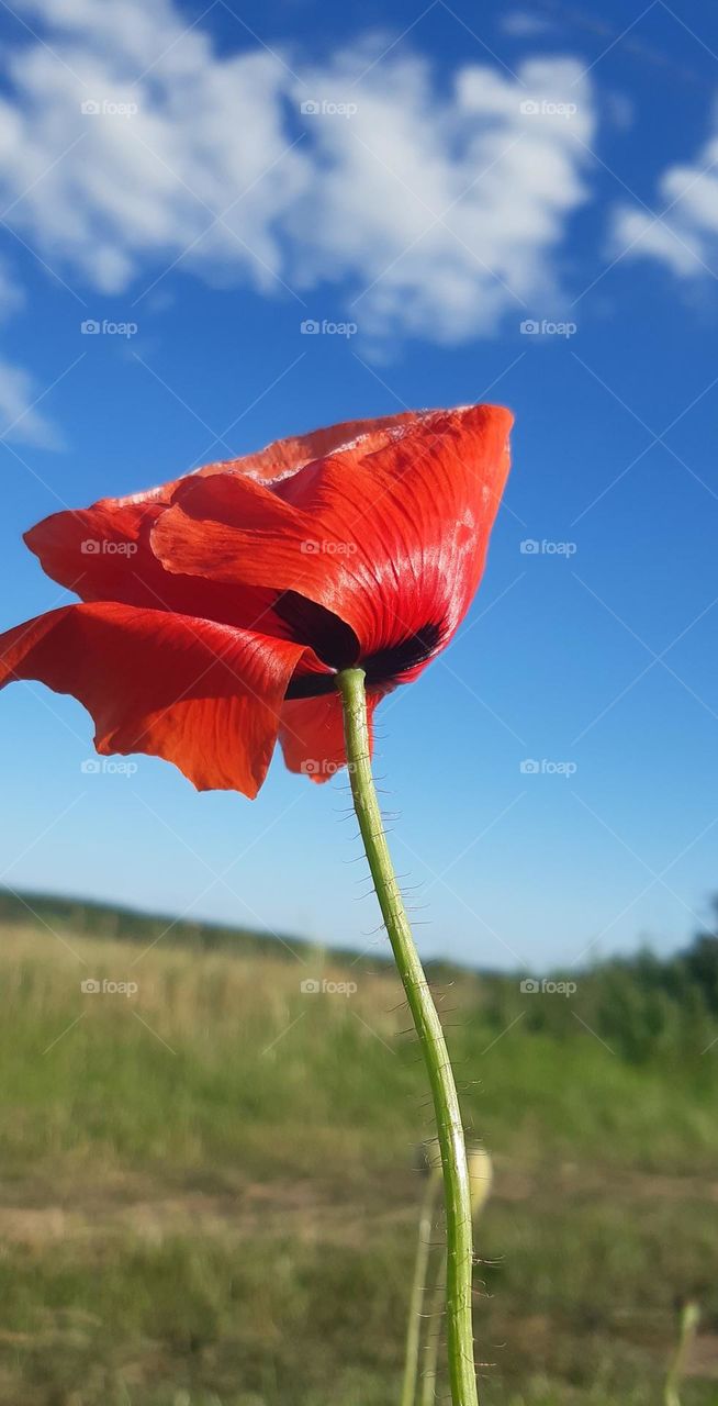 a red flower in a windy summer day)