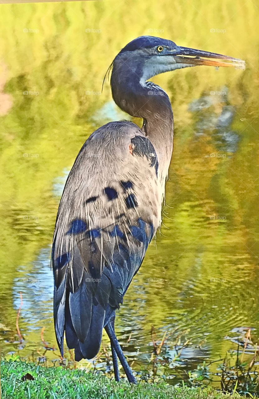 Great Blue Heron 