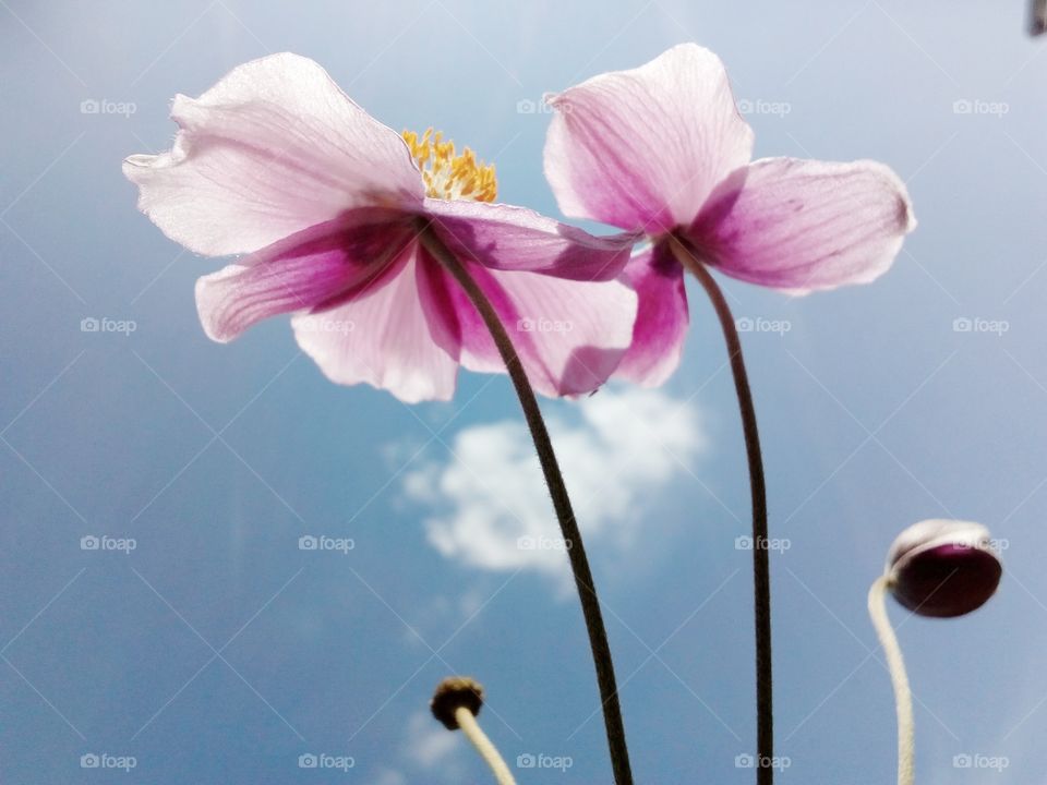beautiful pink flower and blue sky background