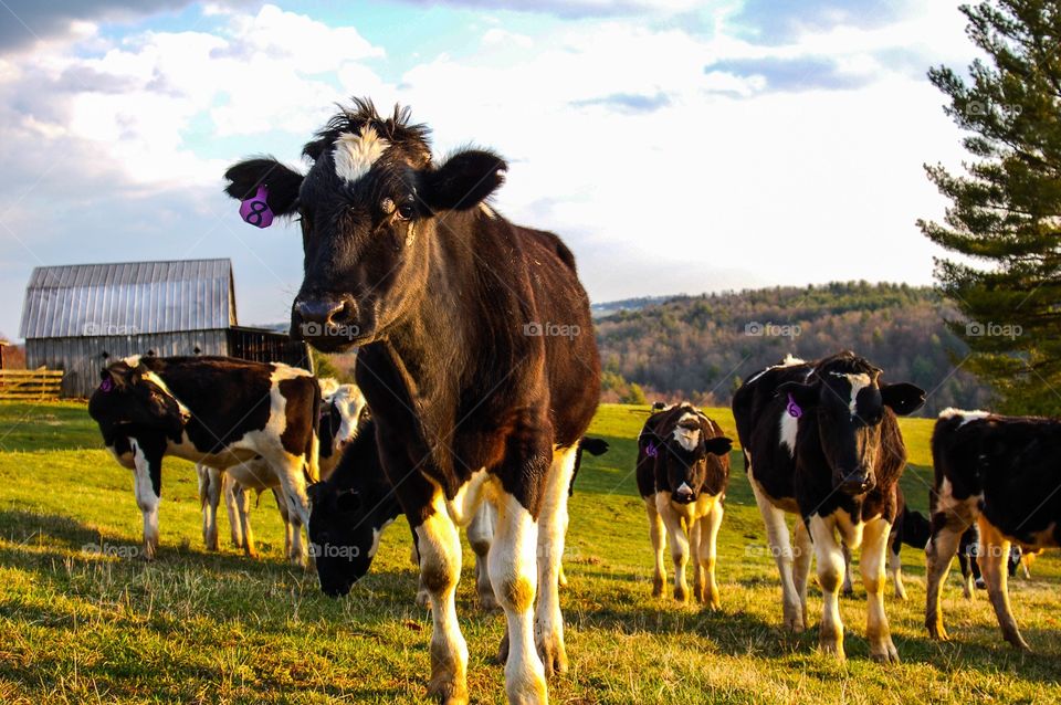 Moo cow moo. Burger with legs.