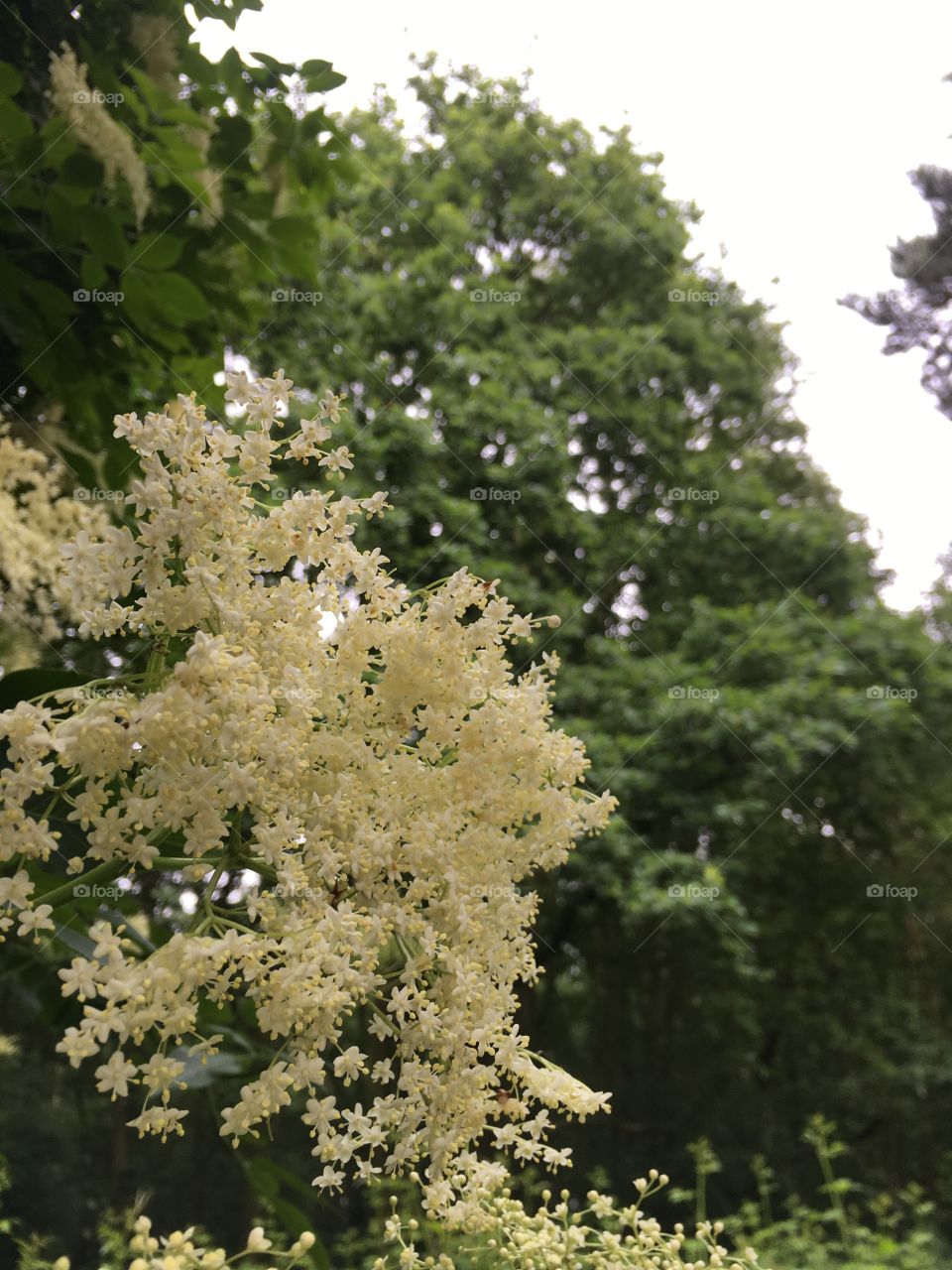 Close up view of Elderflower flowerhead with silver birch and pine trees in the background 