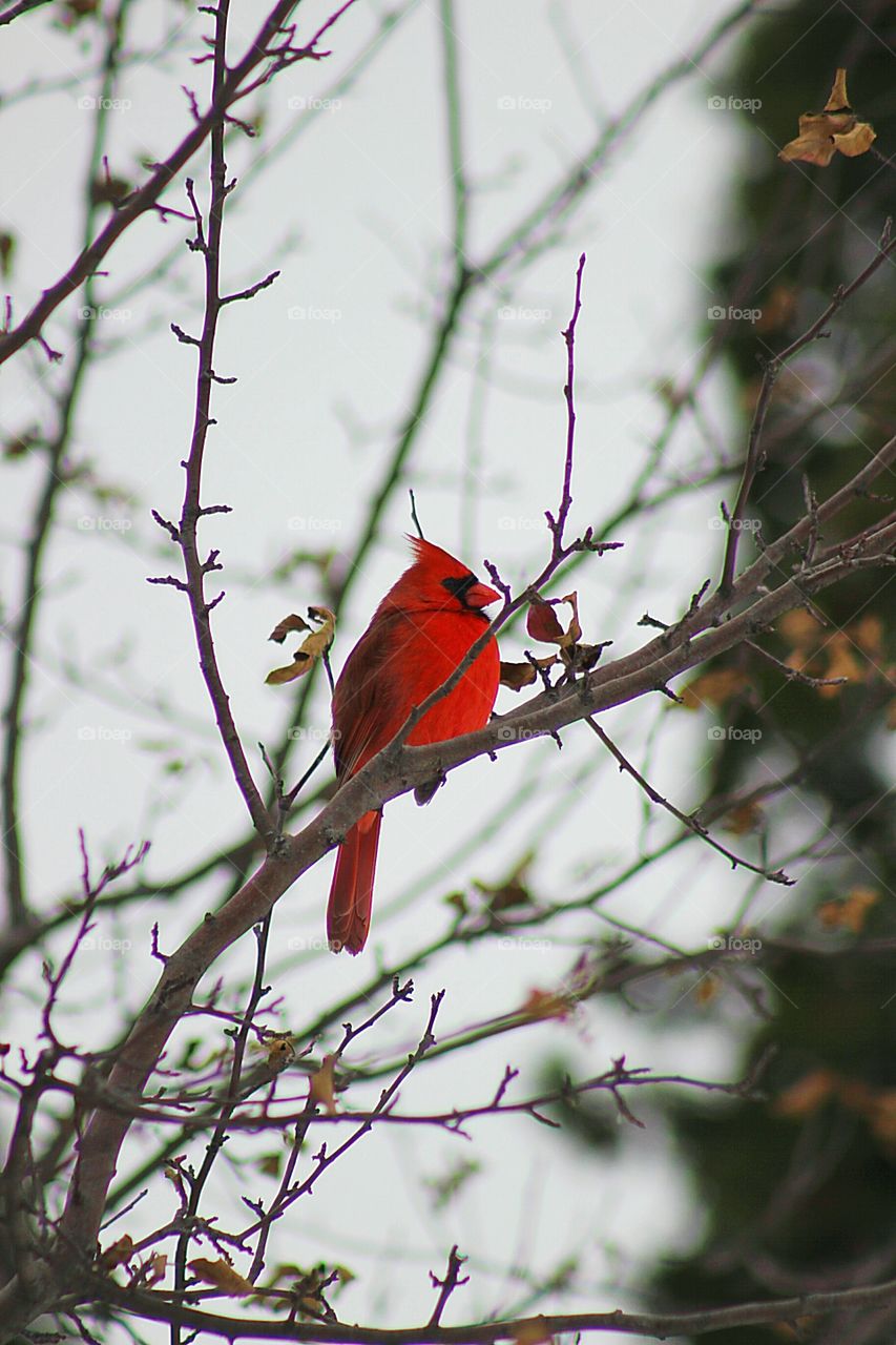 My handsome cardinal