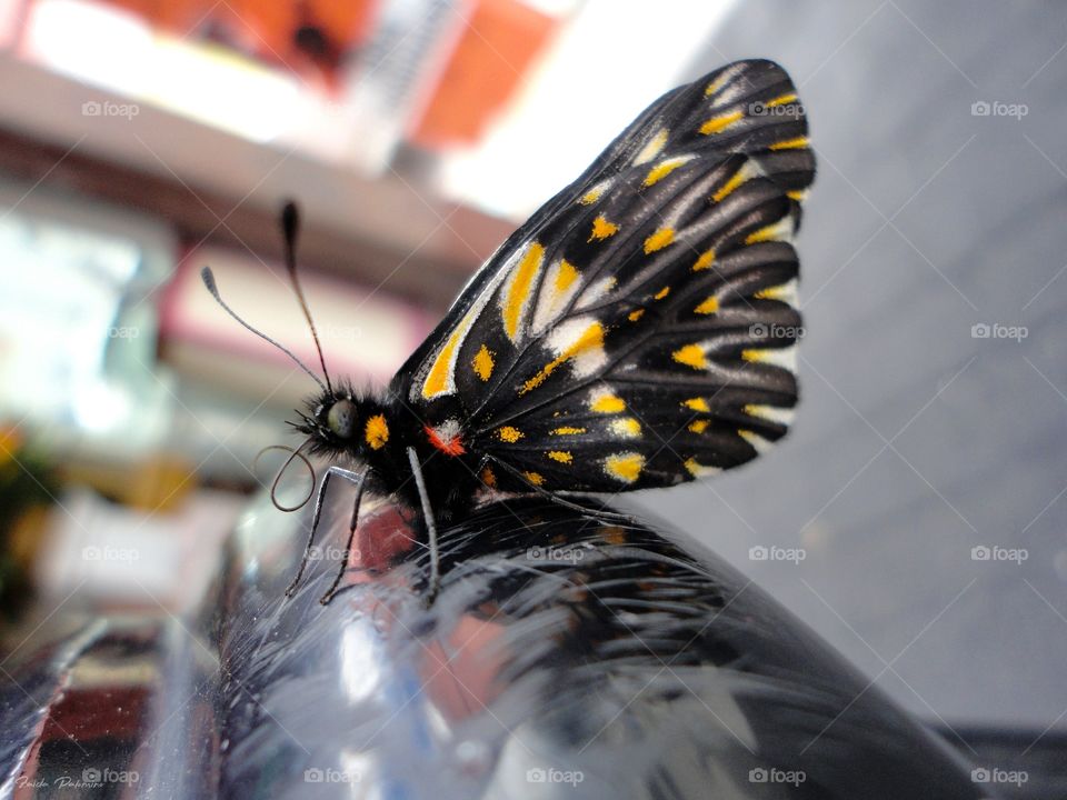butterfly