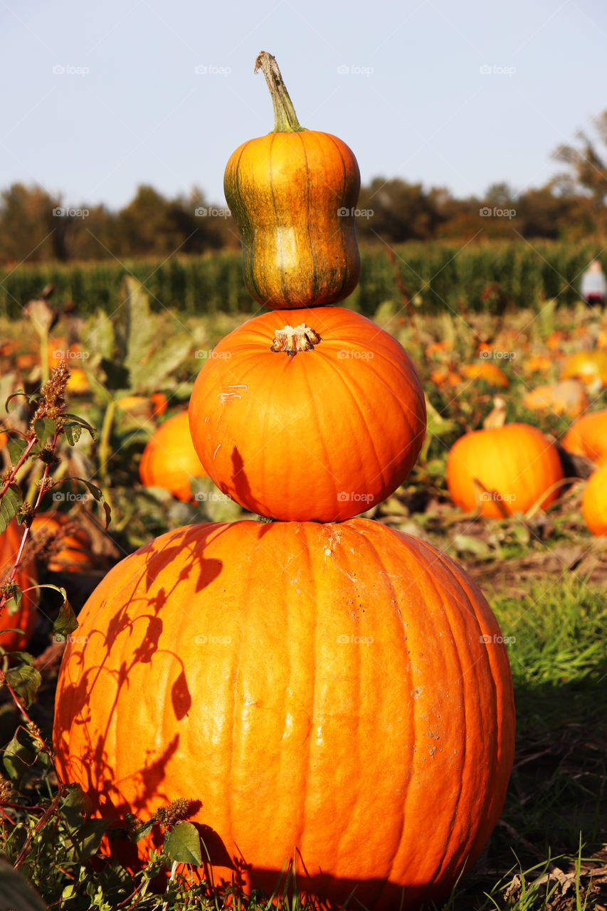 Stack of pumpkins at a pumpkin patch