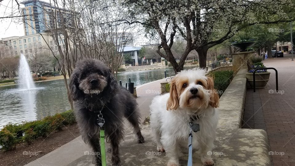 Sammy and Copper enjoying Spring and walk around Shops at Legacy