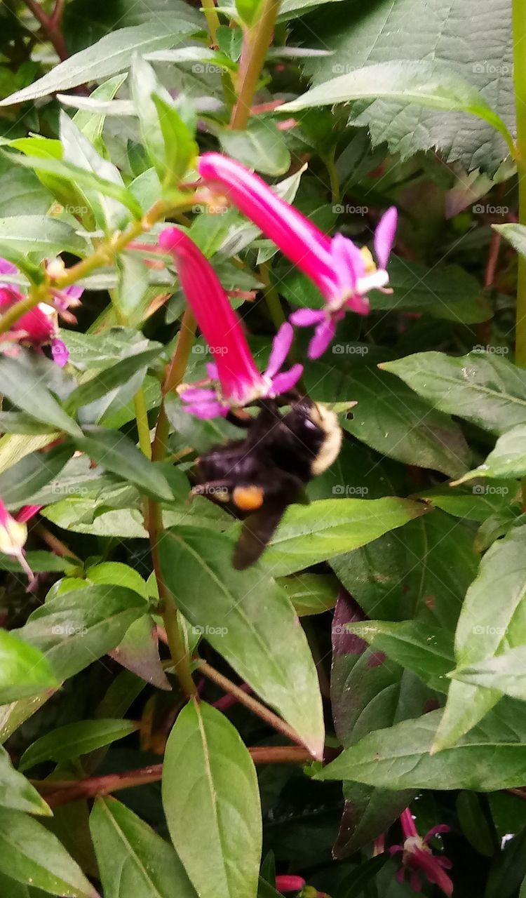 Humble bee on a nectar flower