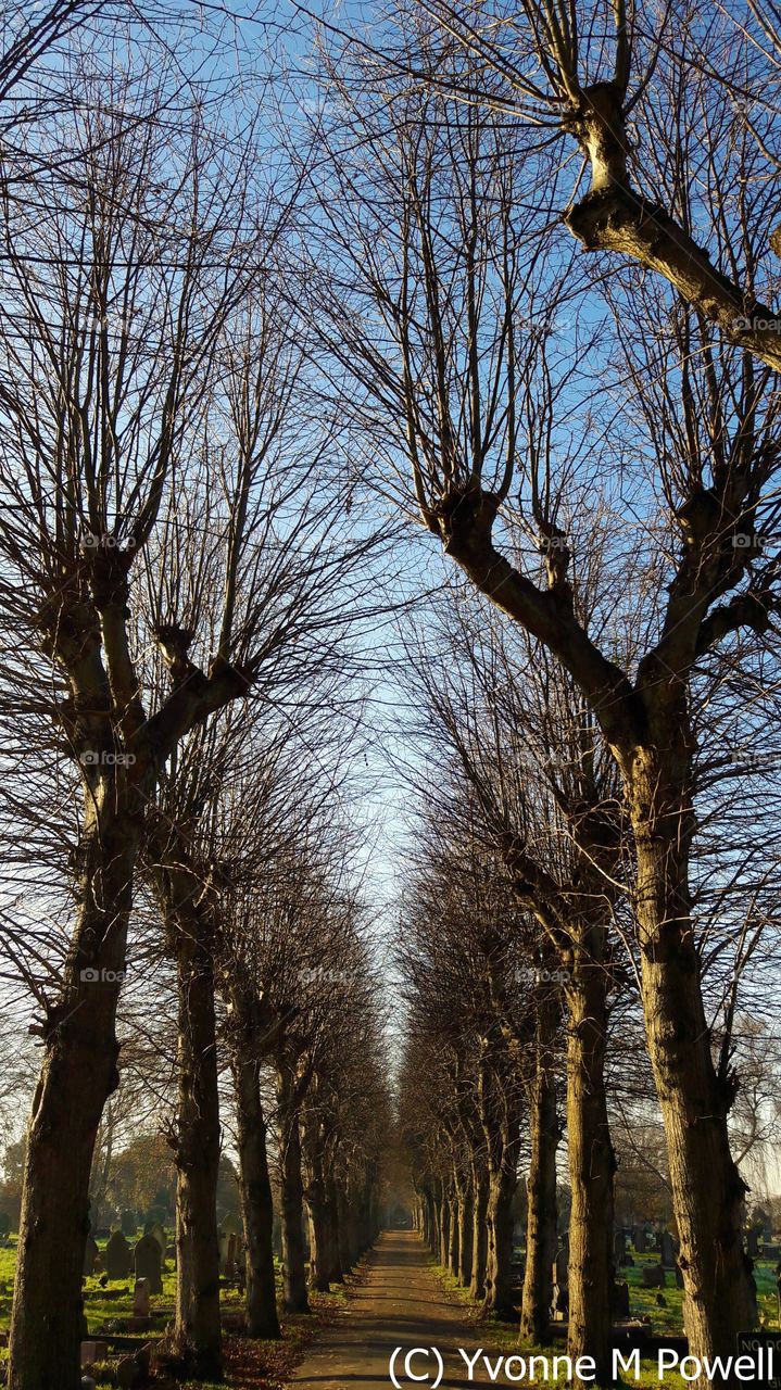 A beautiful archway made by trees