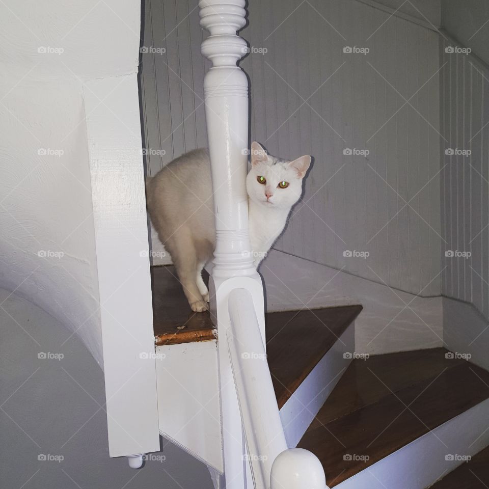 Clio peaking down. I cat sit and this picture is of Clio peeking down her stairs.
