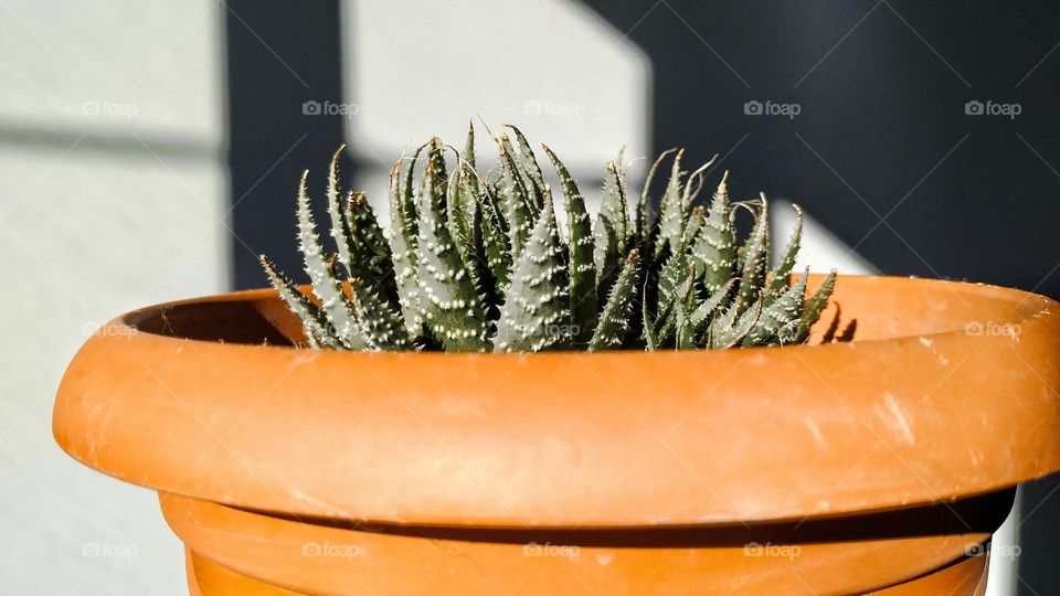 aloe humilis