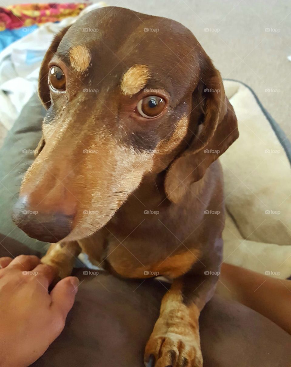 Dutch hound looking for attention