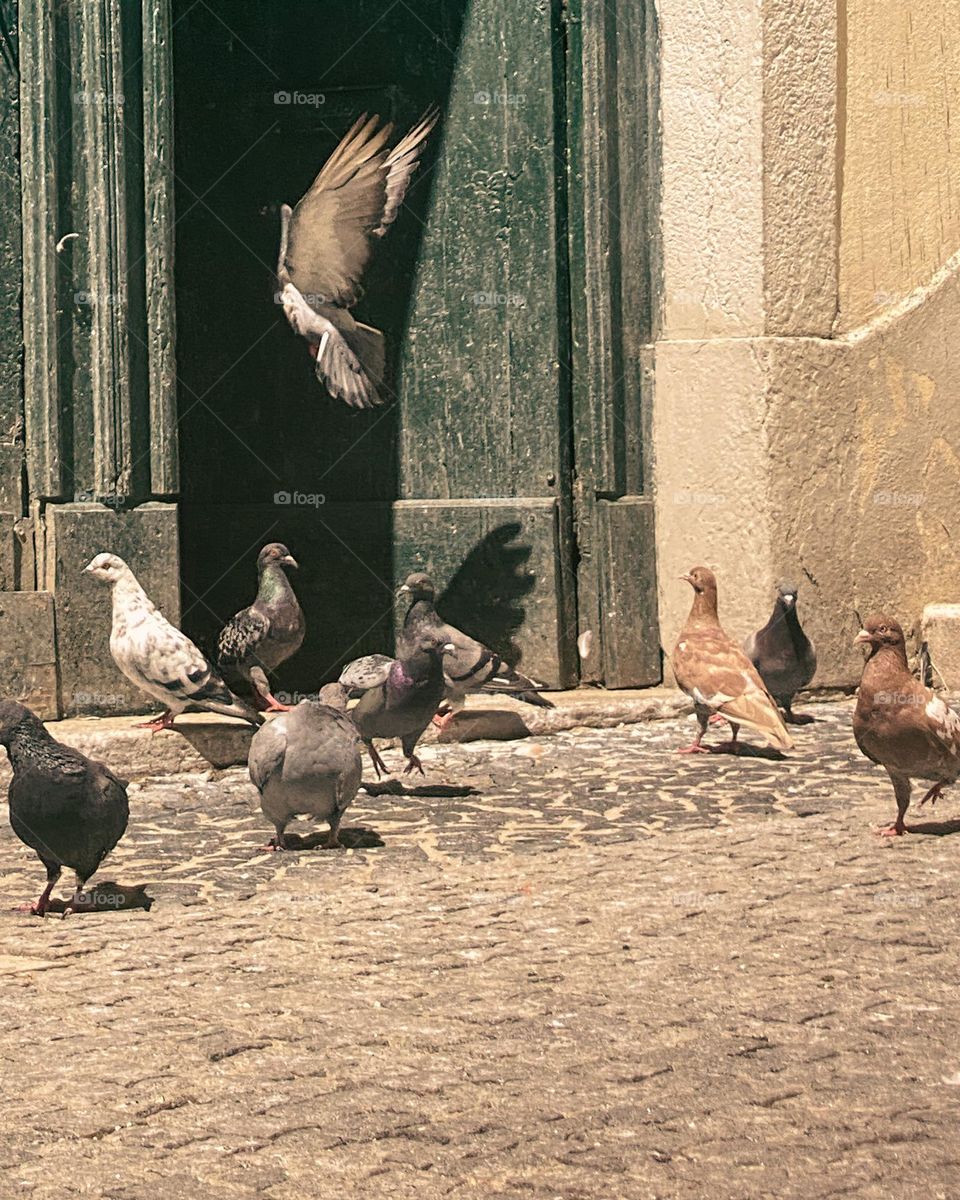 Pigeons flying into the open door of the house