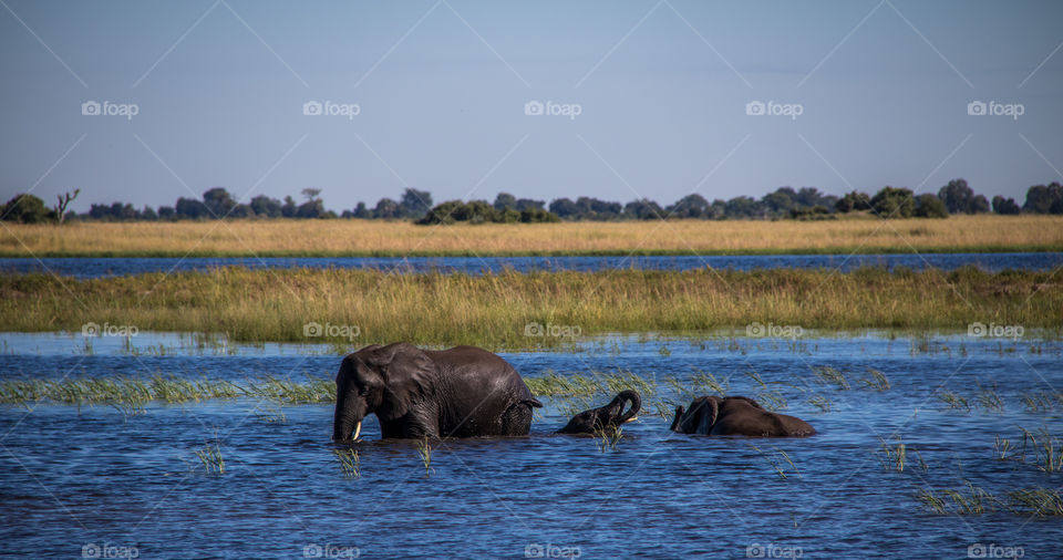 Elephants 