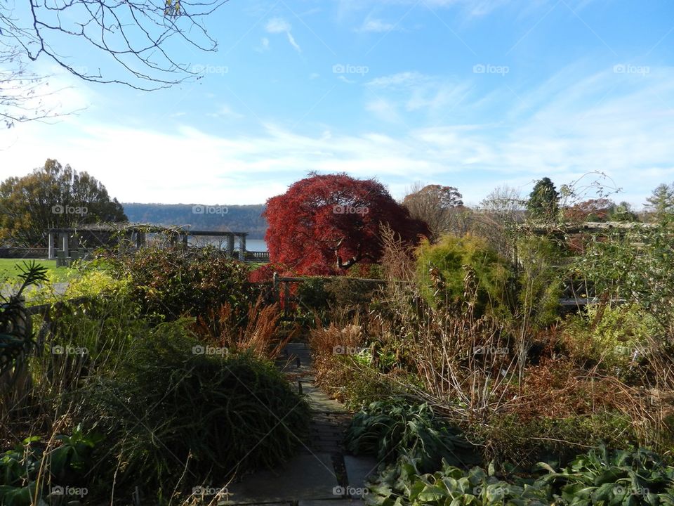 Autumn Garden