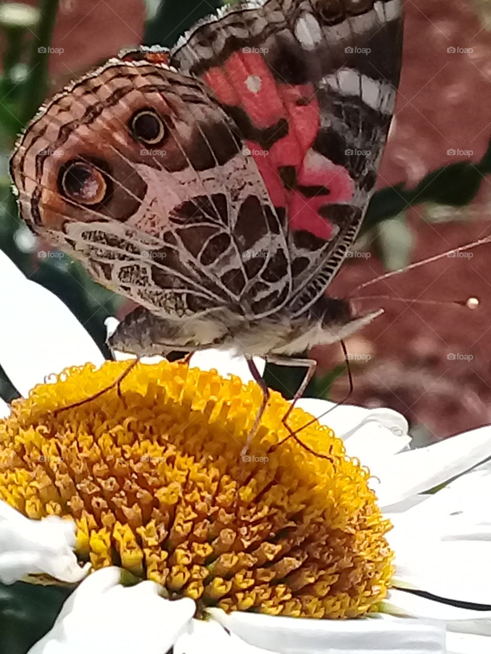 borboletas em flores