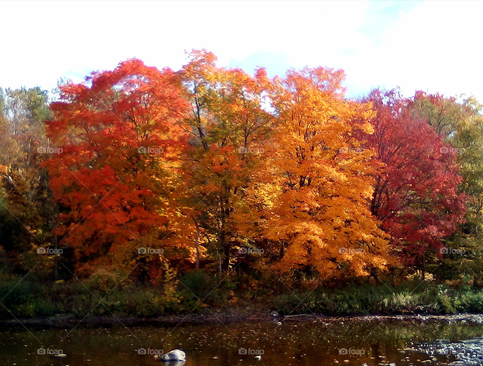 Nature showing off! A beautiful display of the vibrant colors of autumn in New Hampshire.