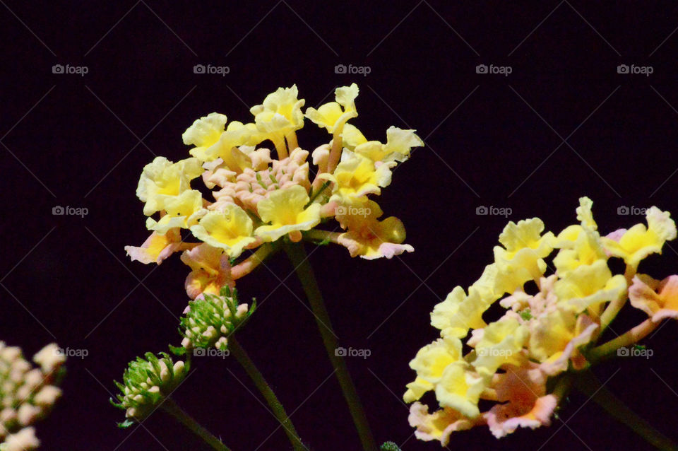 Flowers of the USA Closeups