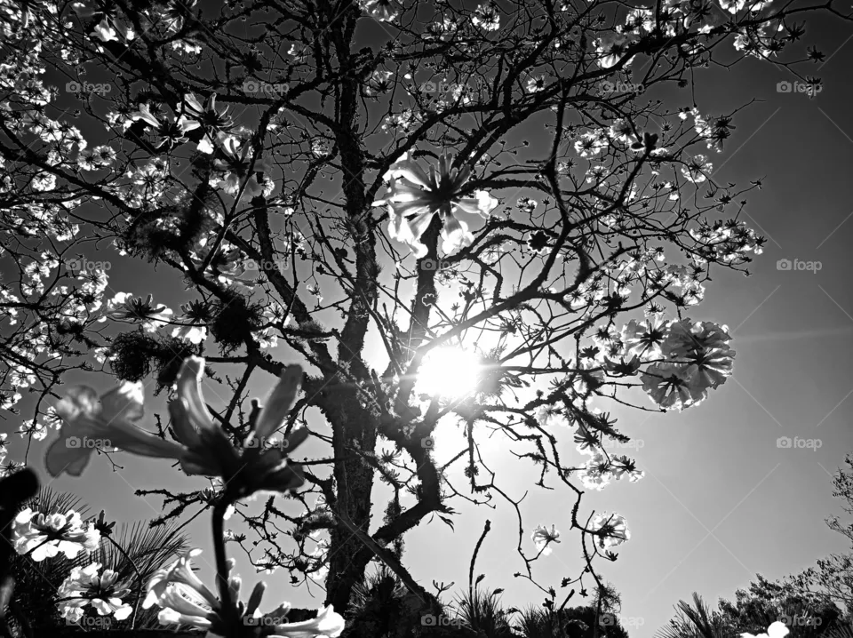 ipe blossom