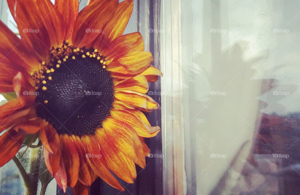 sunflower with the fall colors!🧡💛🌻