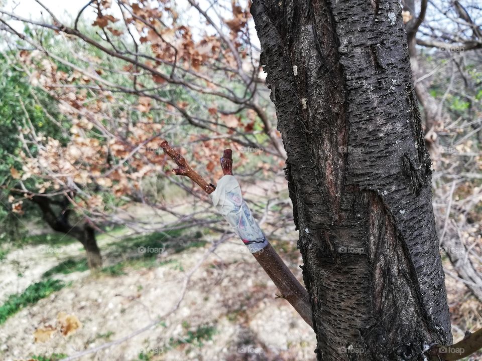 Tree with grafted branch