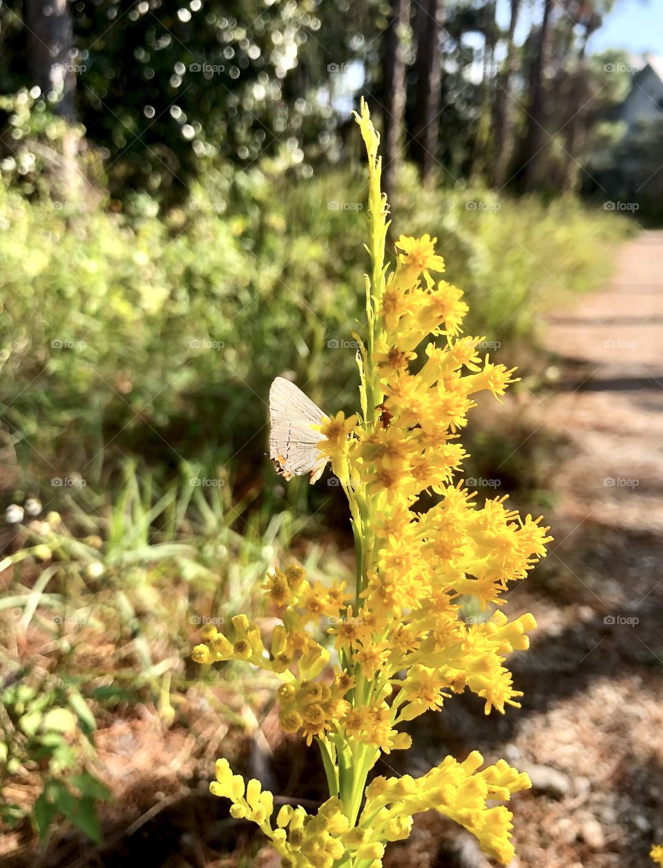 Pollinator on yellow wildflower 