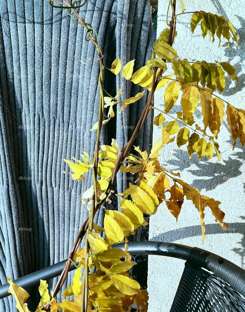 yellow leaves of wisteria and gray dress