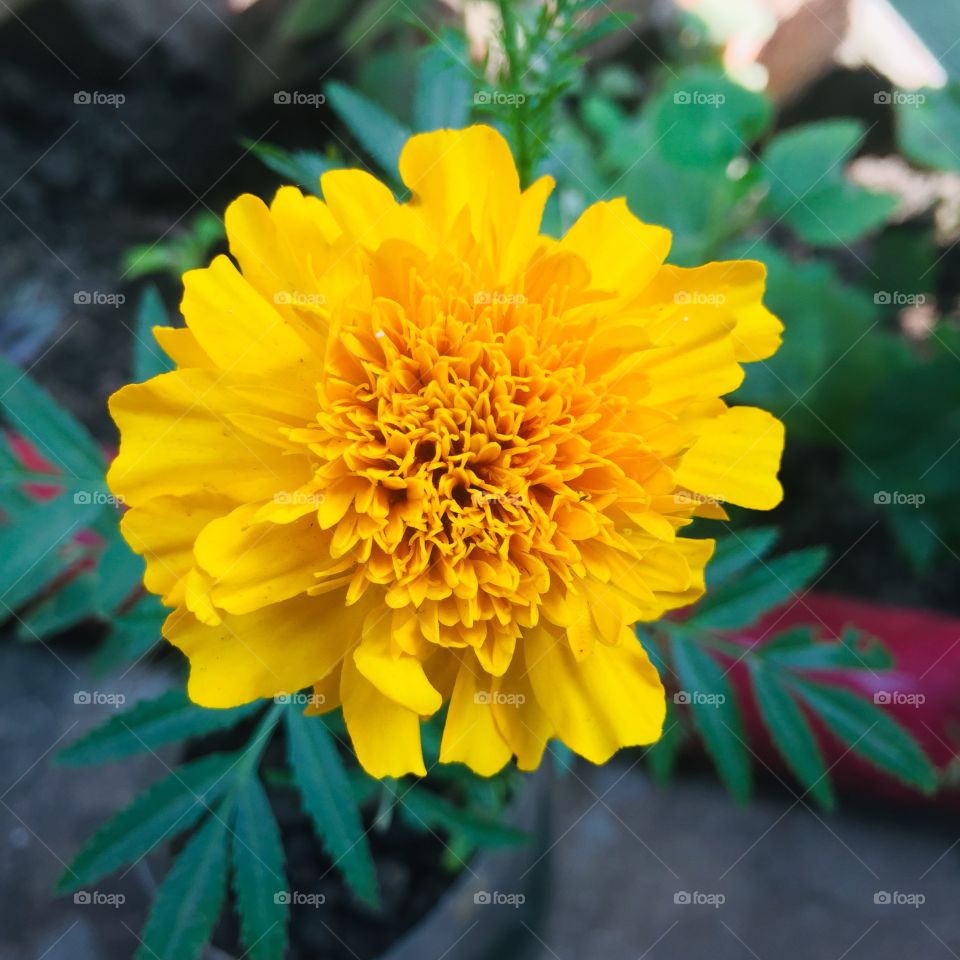 Beauty yellow