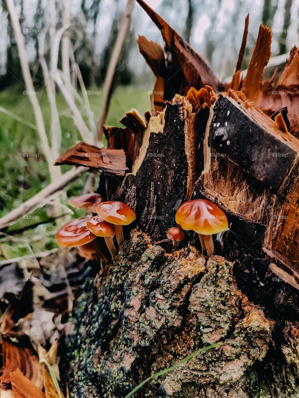 Orange cap winter mushrooms Flammulina velutipes growing on the tree log in the forest