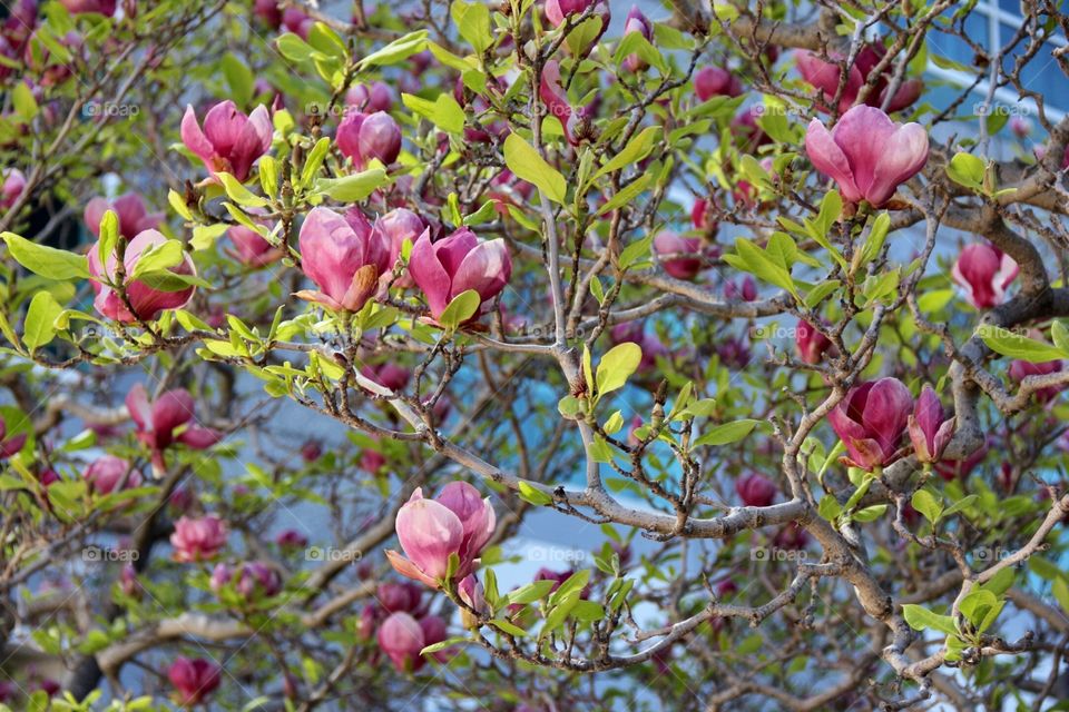 Magnolia spring blooming 