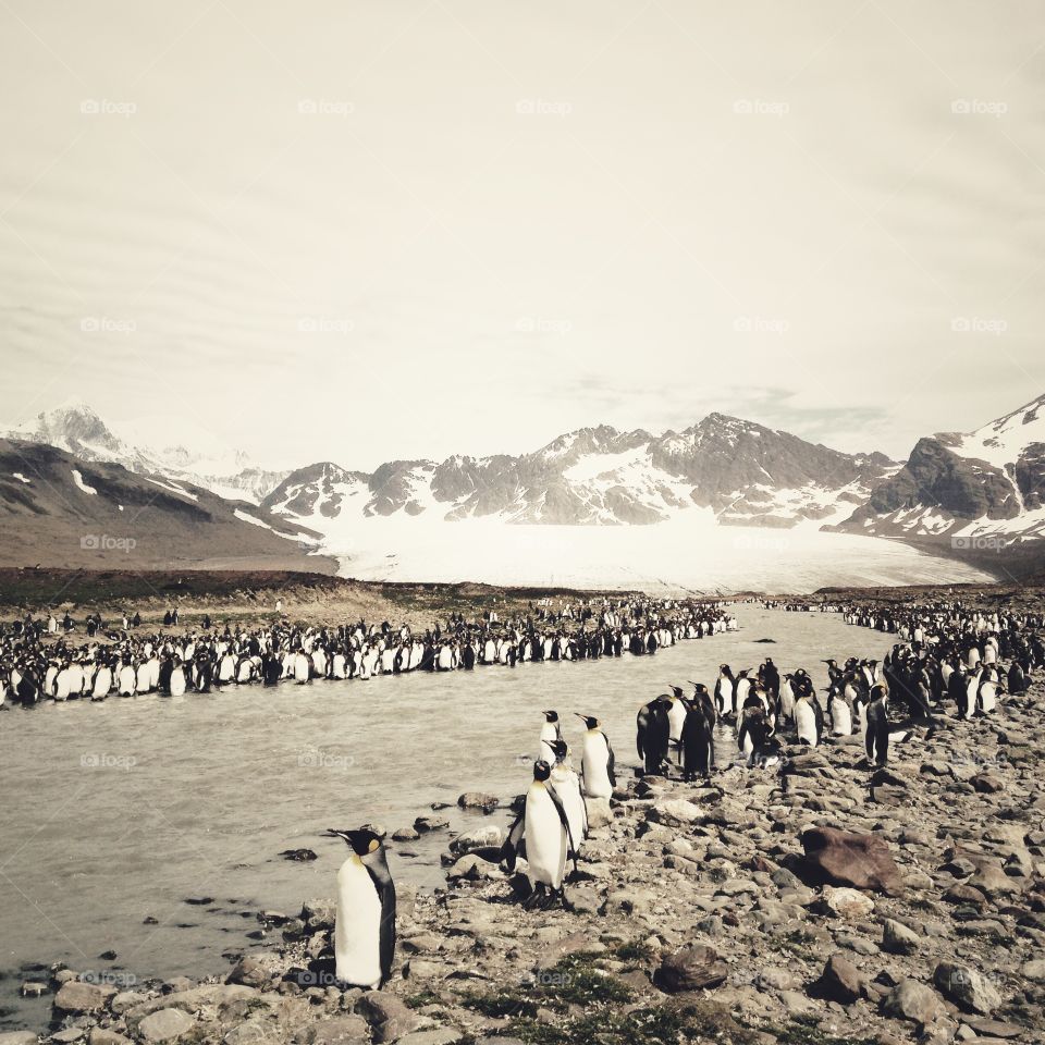 King penguins congregate along a stream on South Georgia.