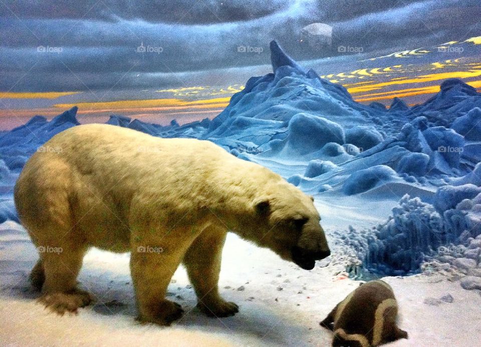 Polar bear exhibit 