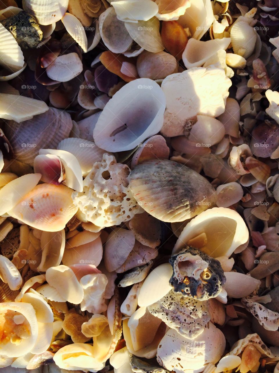 Full frame of seashell