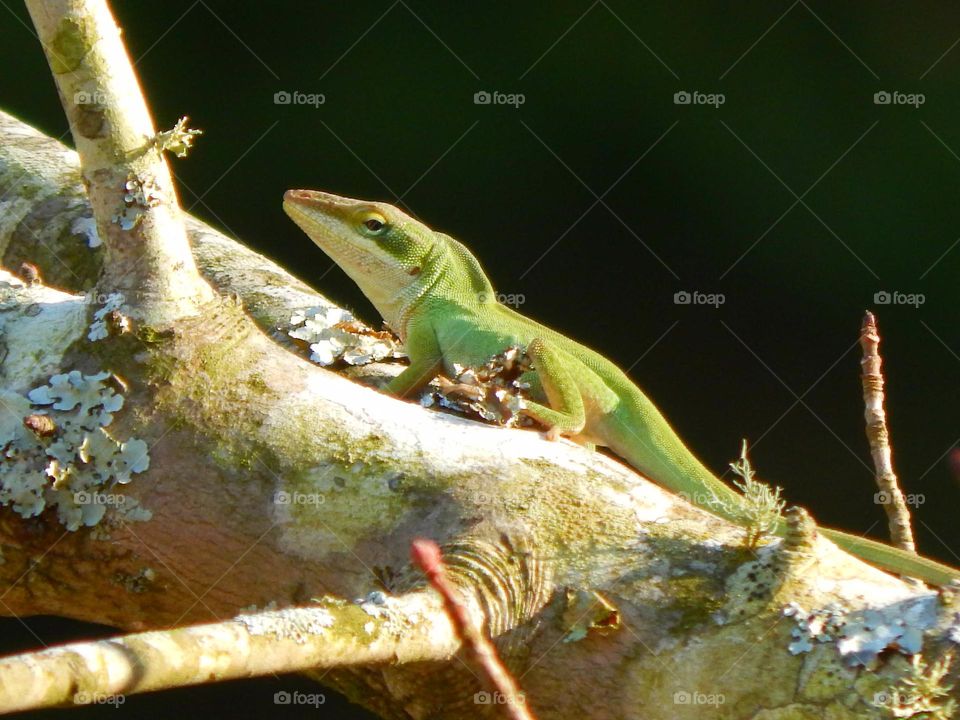 green lizard sunning on tree limb