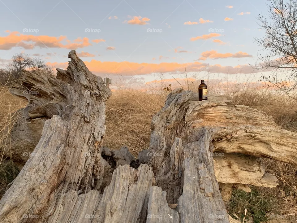 Old tree at dusk