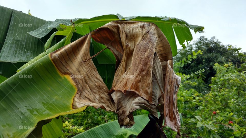 Folhas, folhagens...