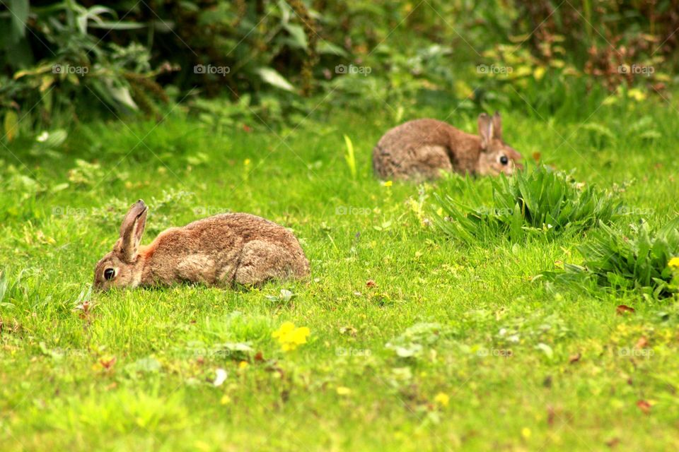 Animals, a rabbit, greenery