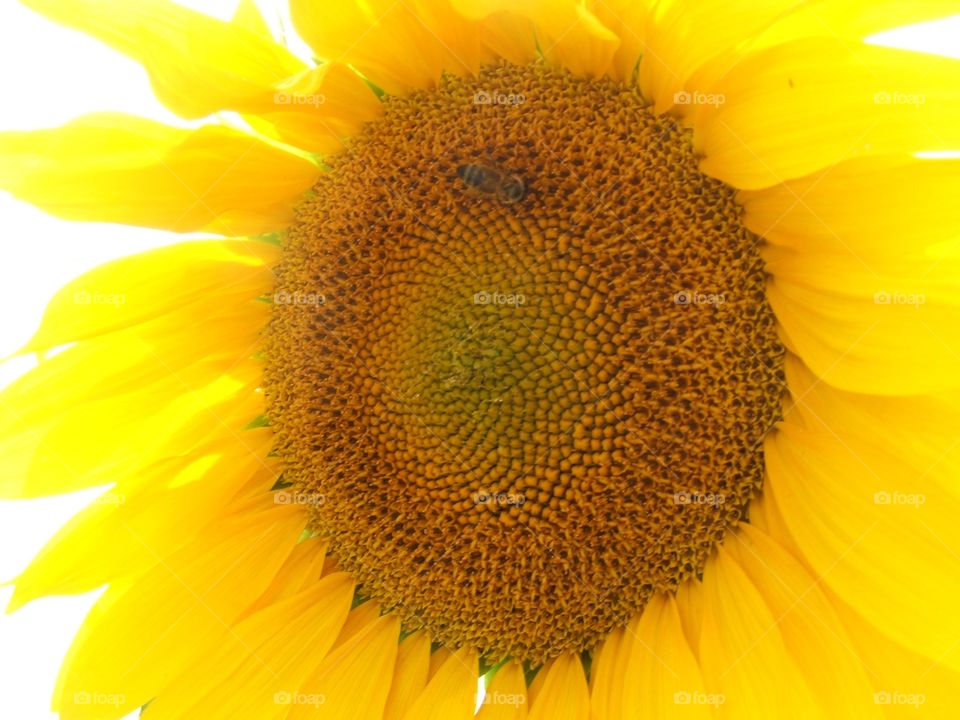 Yellow sunflower with bee