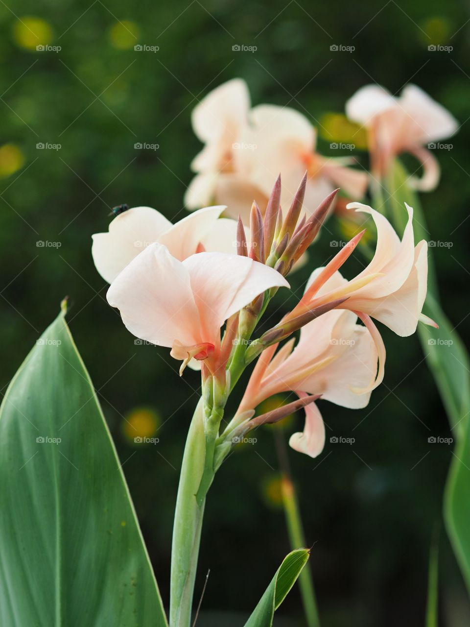 Rose Buddharaksa flower
