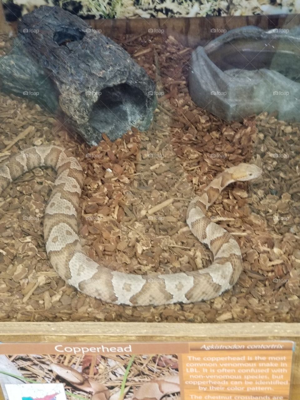 Copperhead