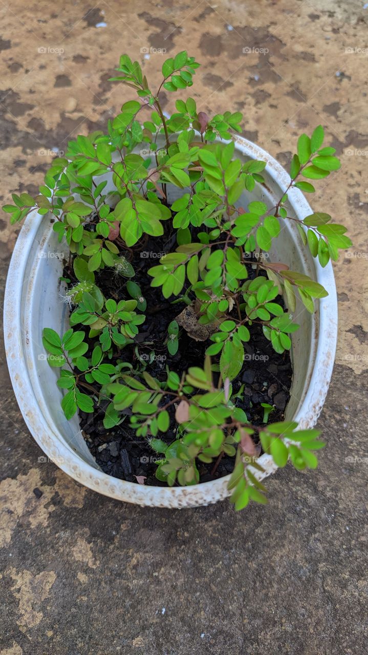 Verde no pote