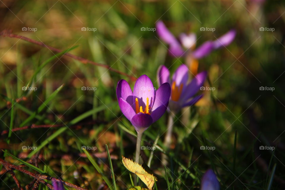 purple flower in the grass