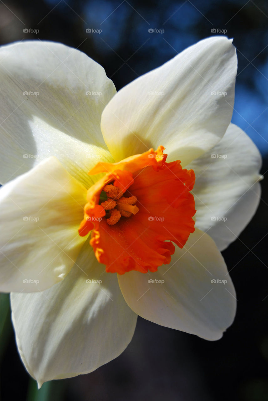 White & Yellow Daffodil