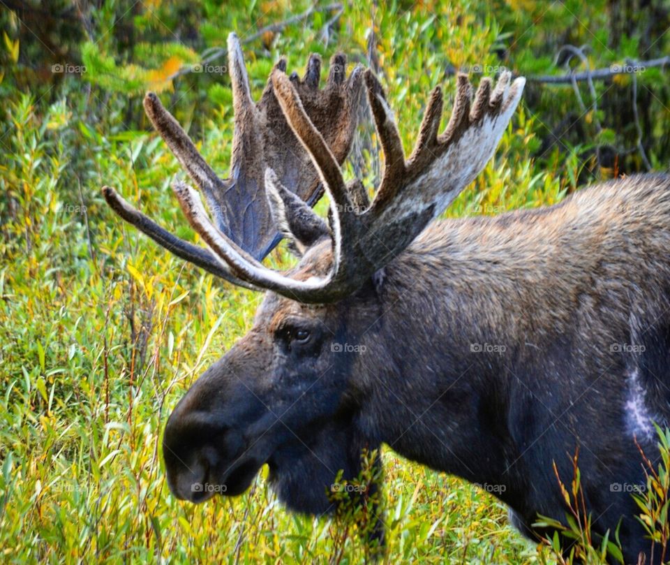 a moose in a Colorado meadow