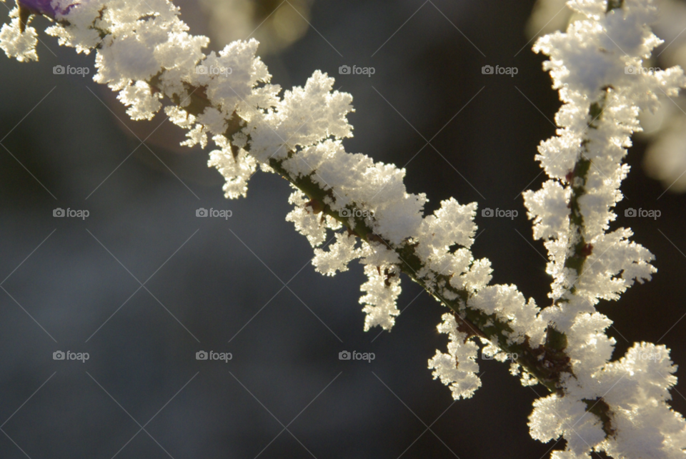 snow winter sun cold by Bea