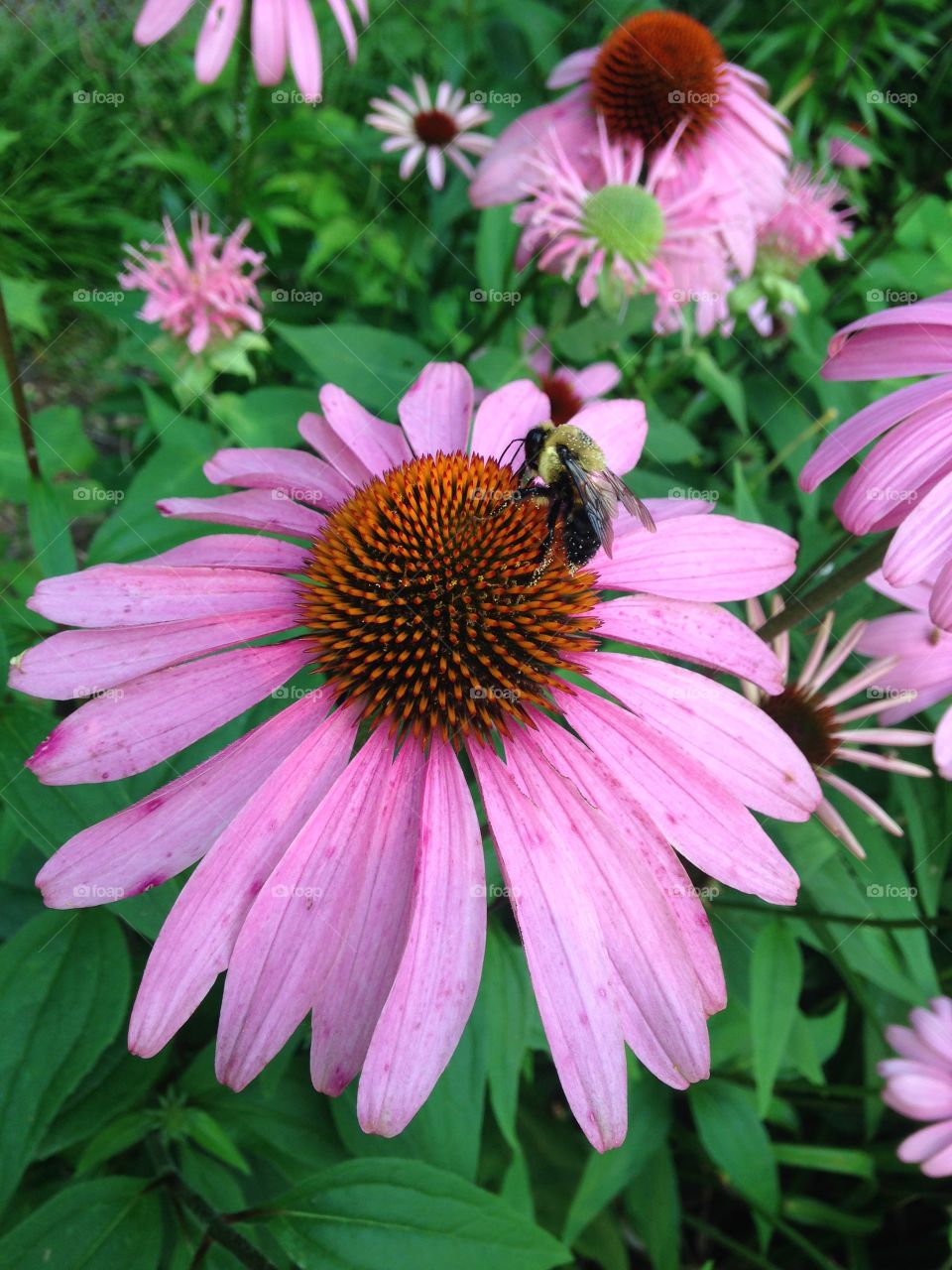 Bee on flower 